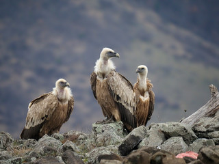 Wall Mural - Griffon vulture, Gyps fulvus