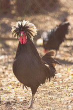 Polish Chicken Rooster Crows Loudly Proud Posture