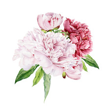 Bouquet Of Peony Flowers. Light Pink And Bright Red Flowers And Peony Buds Painted In Watercolor On A White Background. Watercolor Illustration.