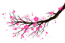 Spring Blooming Cherry Or Sakura Blossom Branch.