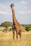 Masai giraffe in Tarangire National Park