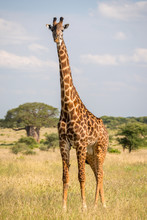 Masai Giraffe In Tarangire National Park