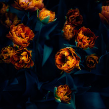Close Up Of Blooming Flowerbeds Of Amazing Orange Parrot Tulips During Spring. Public Flower Garden, Netherlands. Dark Moody Photo