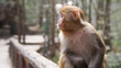 Monkey Rhesus Zhangdjiadjie