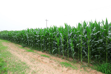 maize plants are on the farm