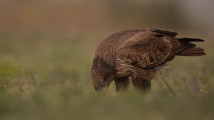 Poster - European buzzard feeding on prey in grassland