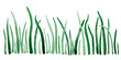 Watercolor drawing dark green grass on a white background. Green algae illustration. Spring grass isolate.