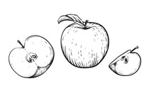 Engraved Vector Illustration Of An Apples With Apple Half And Apple Leaf. Vintage. Hand Realistic Drawing.