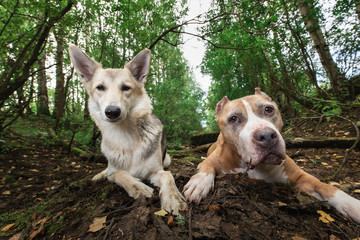 Wall Mural - American Staffordshire Terrier lying on ground with mongrel dog in forest