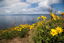 Yellow Wildflowers At Yellowstone Lake