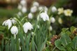 © Tony - winter snowdrops 'Galanthus' with soft focus natural background