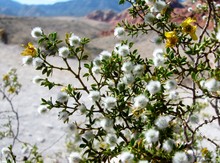 Creosote Bush In Red Rock Canyon, Nevada