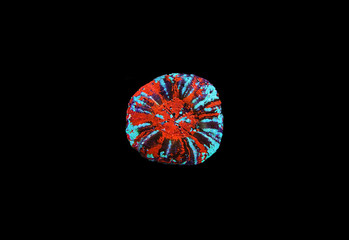 Sticker - Scolymia wellsii LPS coral on black background