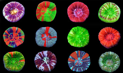 Sticker - Scolymia wellsii LPS coral on black background