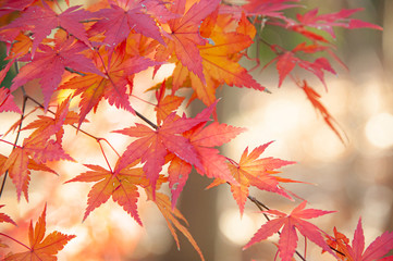 color changing red maple leaves