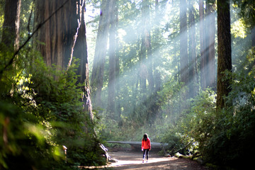 light sunlight through redwood trees on a path in the redwood forest in big basin