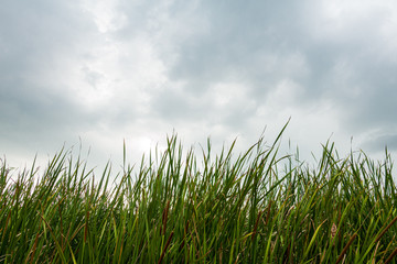 Typha angustifolia, or lesser bulrush, narrowleaf cattail or lesser reedmace, high green grass with a cloudy sky copy space background.