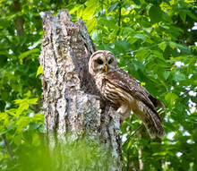 Mother Barred Owl At Nest In Old Tree In Roswell Georgia.
