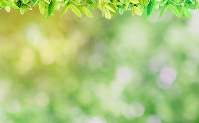 nature view of green leaf on blurred greenery background in garden using background for backdrop