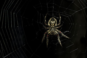spider  stalking for preys                