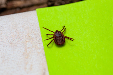 A dangerous parasite and infection carrier mite