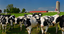 Crowd Of Curious Young Holstein Cows On A Dairy Farm In Ontario With Barn And Silo