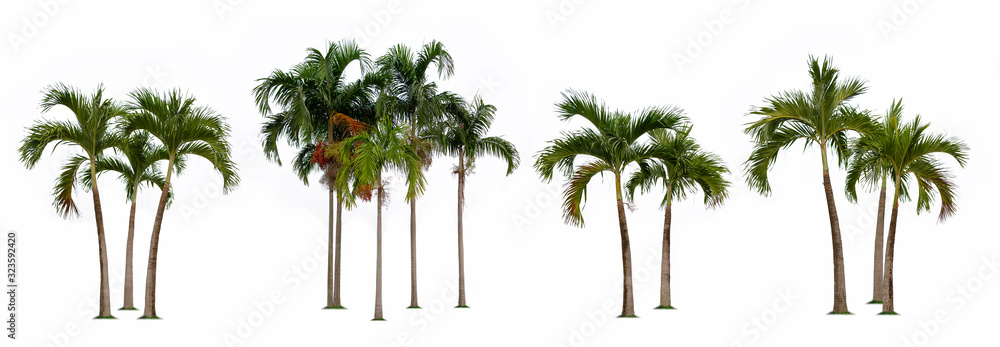 Palm tree isolated collection on white background - obrazy, fototapety, plakaty 