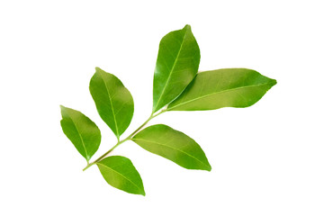 Wall Mural - green leaf isolated on white background