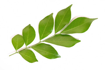 Wall Mural - green leaf isolated on white background