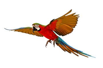 Green wing macaw parrot flying isolated on white