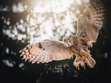 Long-eared Owl (Asio Otus) Landing On Dry Tree. Beautiful Owl With Orange Eyes In Flight. Dark Background. Long-eared Owl In Forest.