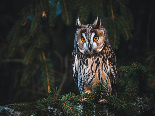 long-eared owl (asio otus) sitting on the tree. beautiful owl with orange eyes. dark background. lon