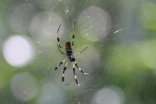 Golden Silk Orb-weaver Banana Spider On A Web