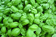 Cultivated basil plants from above, basil leaves. Ingredient, twig.