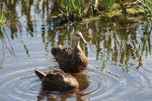 Two Mottled Ducks In The Pond