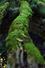 The log is covered with moss