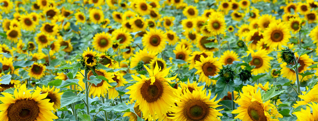 Large beautiful field of sunflowers