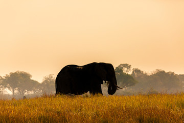 Poster - Elefant