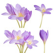 light violet crocus flowers set isolated on white