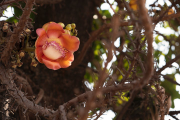 Shorea robusta the tree about Buddha