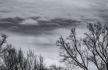 Wall Mural - Silhouette dead tree on dark dramatic sky and white clouds background for death and peace. Halloween day background. Despair and hopeless concept. Sad of nature. Death and sad emotion background.