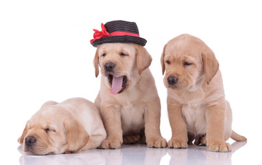 Wall Mural - labrador retriever dogs sitting while yawning tired