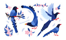 Taiwan Azure Magpie. Set Exotic Birds Of Taiwan And Of Asia. Urocissa Caerulea. Cute Blue Cartoon Bird A In Different Poses And Movements. Hand Drawn Vector Flat Illustration In Scandinavian Style.