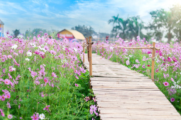 Wall Mural - background field aster of cosmos flower bloom gardens bloom beautifully