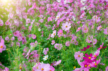 Wall Mural - background field aster of cosmos flower bloom gardens bloom beautifully