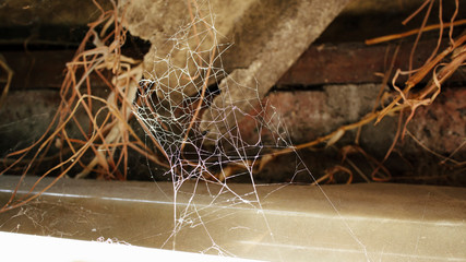 spider on web