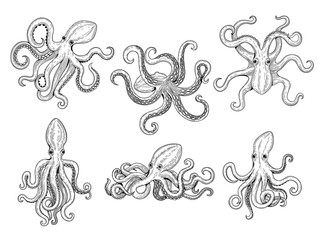 Octopus. Ocean fishes big underwater monster wild squid vector hand drawn marine tattoo template. Illustration octopus ocean, animal monster tattoo