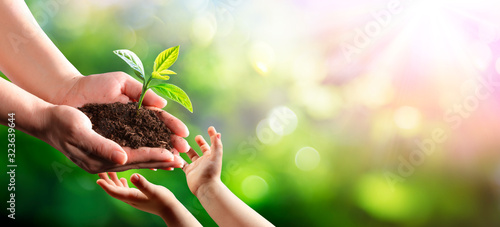 Cuadros en Lienzo Old Woman Giving Young Plant To A Child - New Life To New Generation
