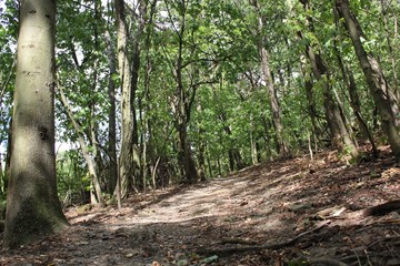 Wall Mural - trees in forest