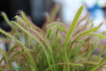 Wall Mural - dew on grass